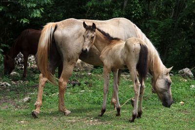 Horses grazing on tree