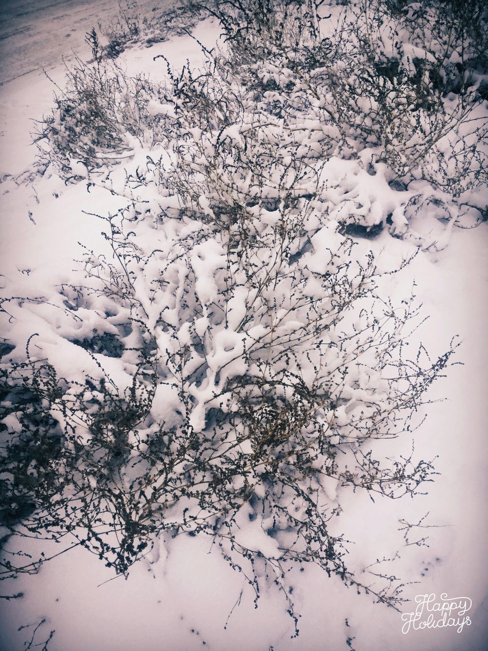 branch, tree, tranquility, nature, reflection, beauty in nature, water, bare tree, growth, lake, tranquil scene, season, winter, day, plant, twig, high angle view, outdoors, weather, no people