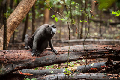 Monkey sitting on a tree