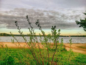 Plants growing on field against cloudy sky