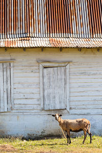 Goat on grassy field against house