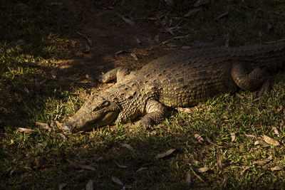 View of a resting on a field