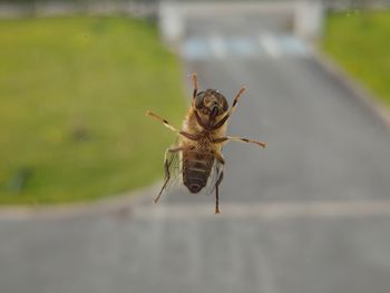Close-up of bee on the road