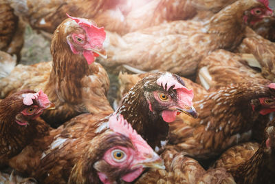 Close-up of chicken flock