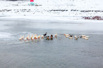 High angle view of ducks swimming in lake