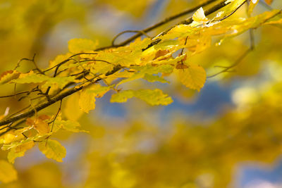 Low angle view of yellow flower tree against sky