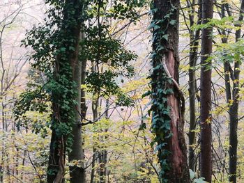 Trees in forest