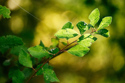 Close-up of leaves