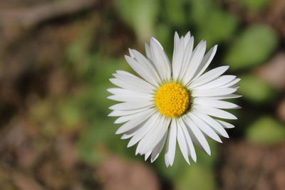 Close-up of white daisy flower