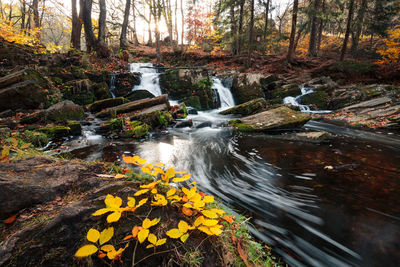 Stream flowing through rocks in forest during autumn