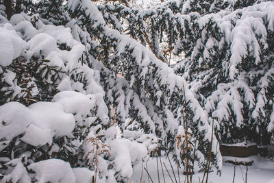 High angle view of snow covered trees on field