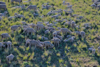 View of sheep on field