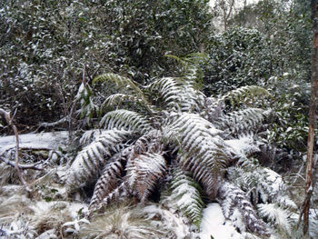 High angle view of pine trees on snow covered field