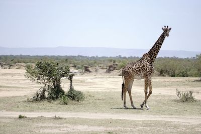 Giraffe on field against clear sky