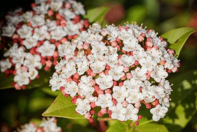 Close-up of white flowering plant