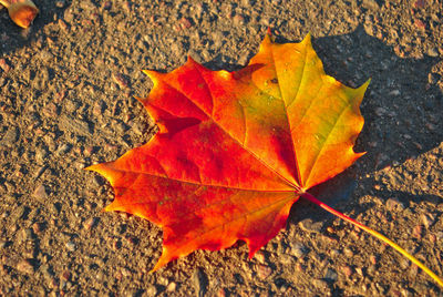 High angle view of maple leaf on street