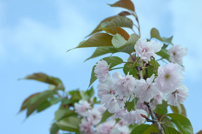 Low angle view of cherry blossoms against sky