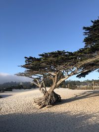 Tree on sand against clear blue sky