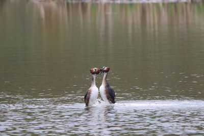 View of great crested grebes courting