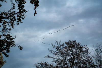 Low angle view of birds flying against sky