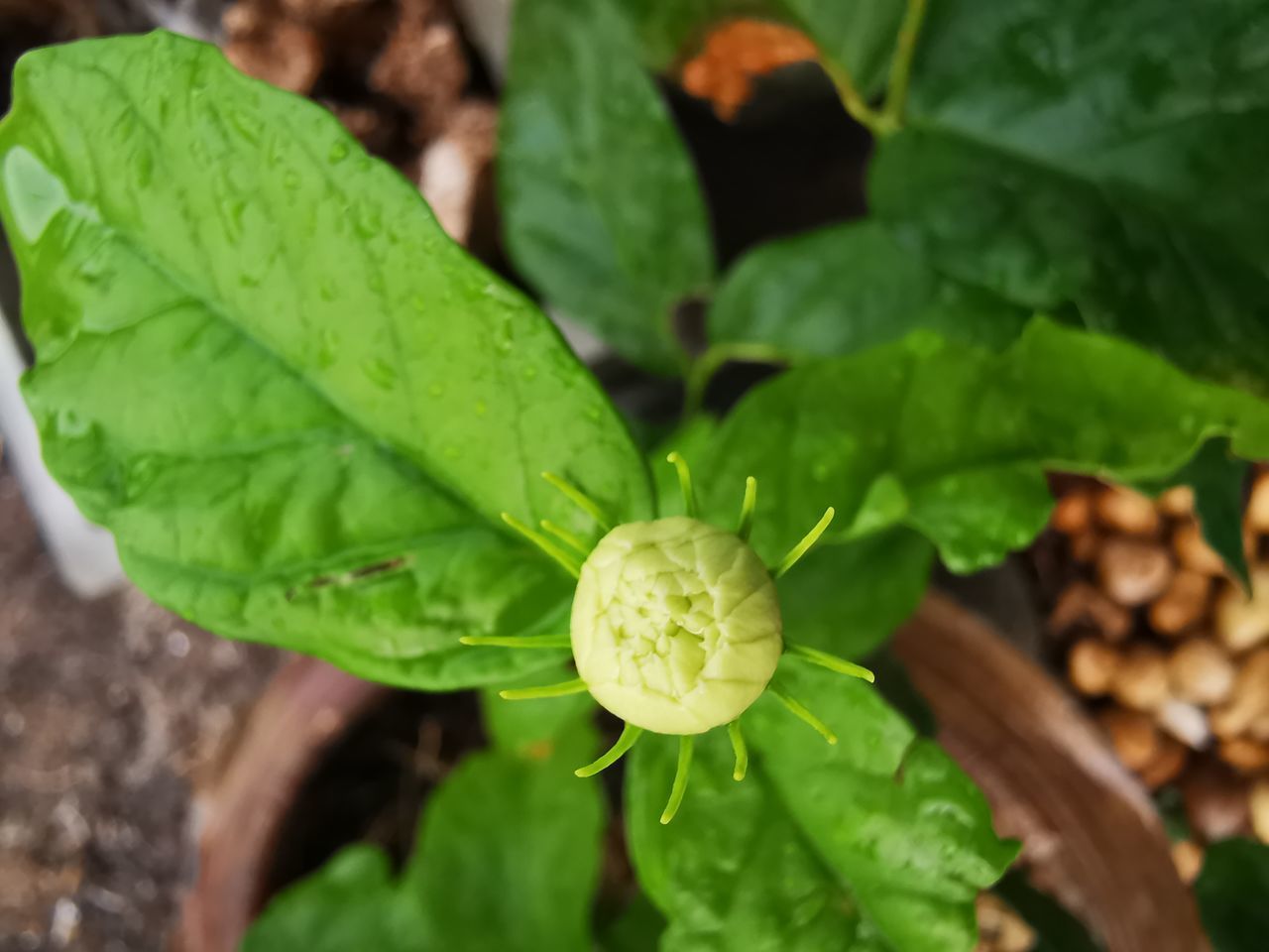 HIGH ANGLE VIEW OF GREEN ROSE ON PLANT