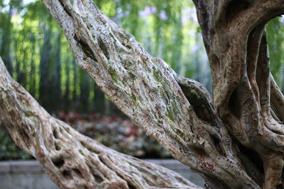 Close-up of lichen on tree trunk in forest