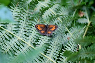 Close-up of butterfly perching on plant