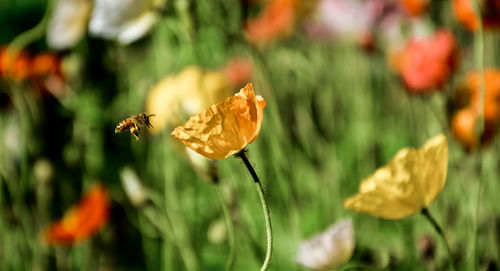 Close-up of orange butterfly on plant