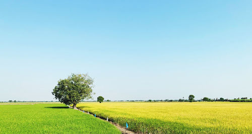 Green and yellow rice fields separated in the middle with a beautiful bodhi tree at thailand.