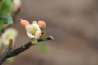 Close-up of flower and buds