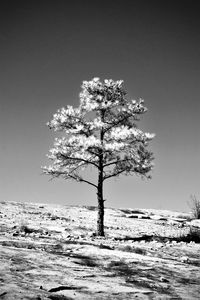 Tree on snow covered land against clear sky