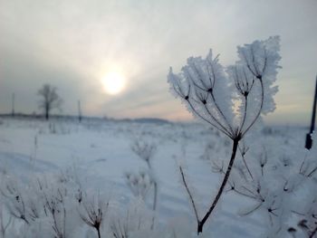 Snow covered plants on field against sky during sunset