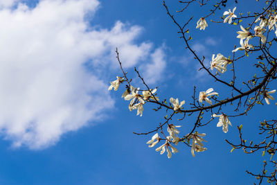 Low angle view of tree against sky