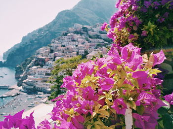 Close-up of pink flowers