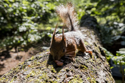 Close-up of eurasian red squirrel with peanuts on fallen tree trunk