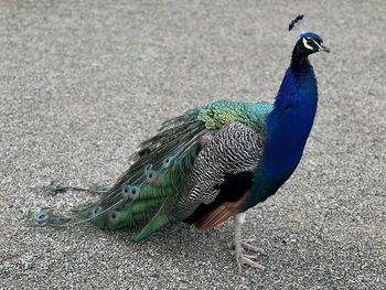 peacock