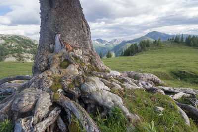 View of tree trunk against rocks