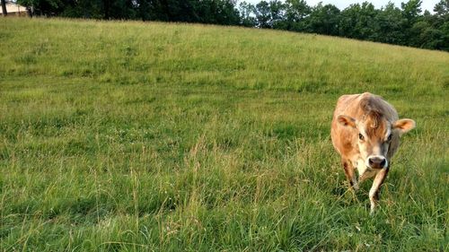 Cow on field