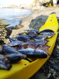 Close-up of yellow fish on beach