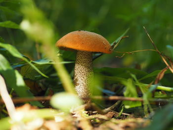 Edible mushrooms in the forest in autumn. close-up.