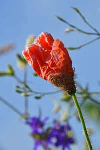 Close-up of flowers against blurred background