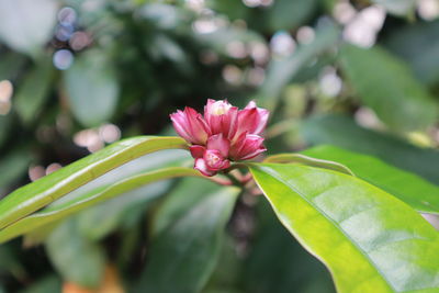 Close-up of pink flowering plant