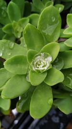 Close-up of raindrops on succulent plant