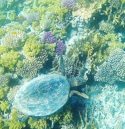 High angle view of jellyfish swimming in sea