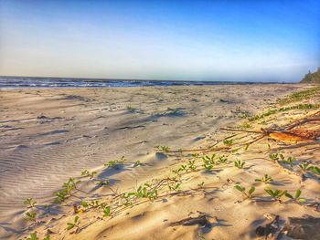 Scenic view of beach against clear sky