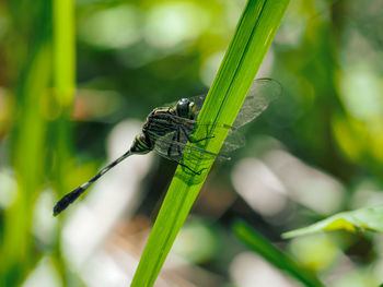 Close-up of insect on leaf