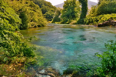 Scenic view of river amidst trees in forest