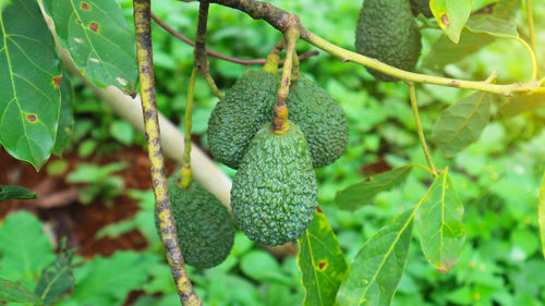 Close-up of fruits hanging on tree