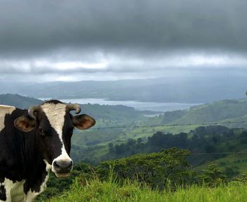 Lake view with curious cow