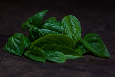 Close-up of green leaf